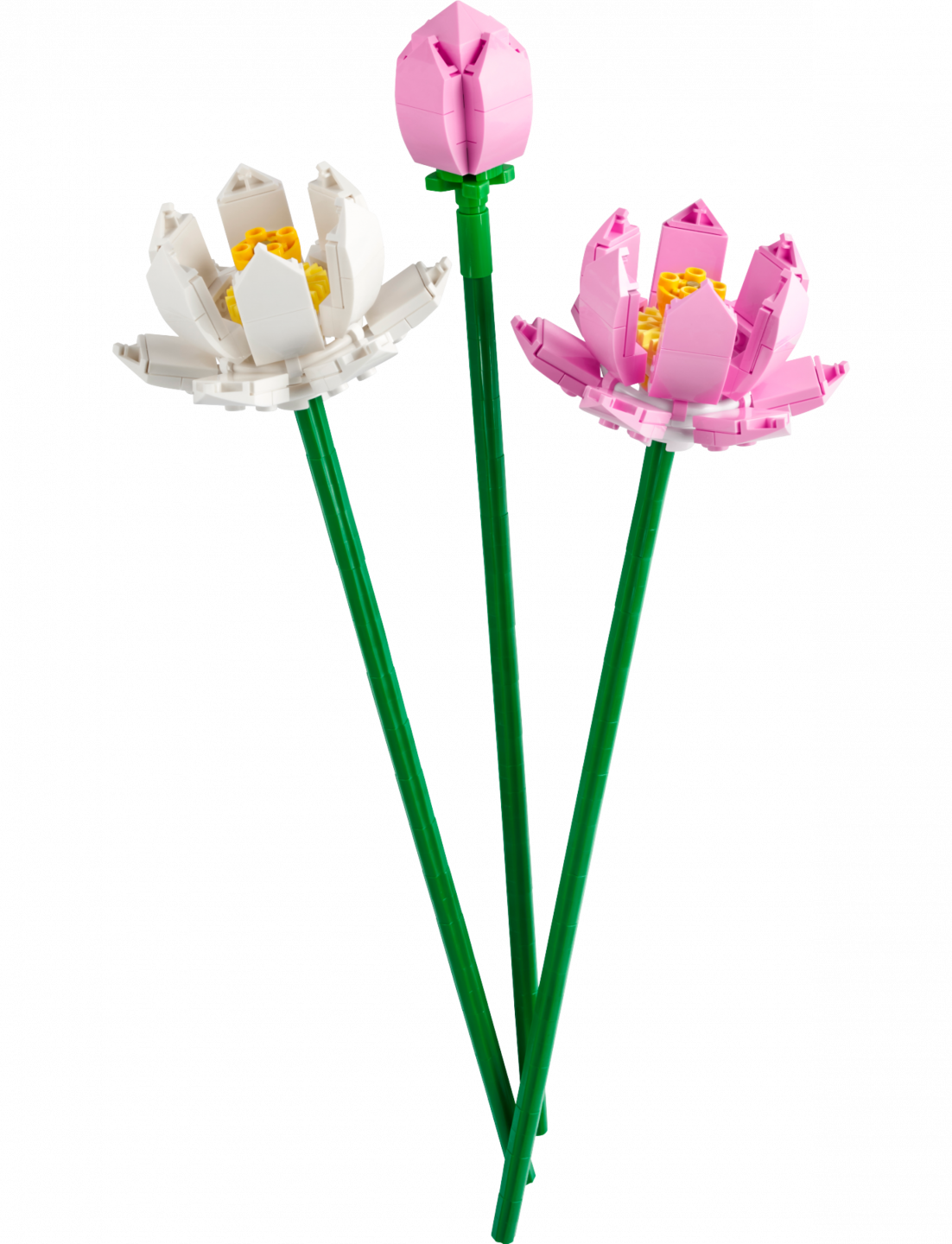 Lotusbloemen