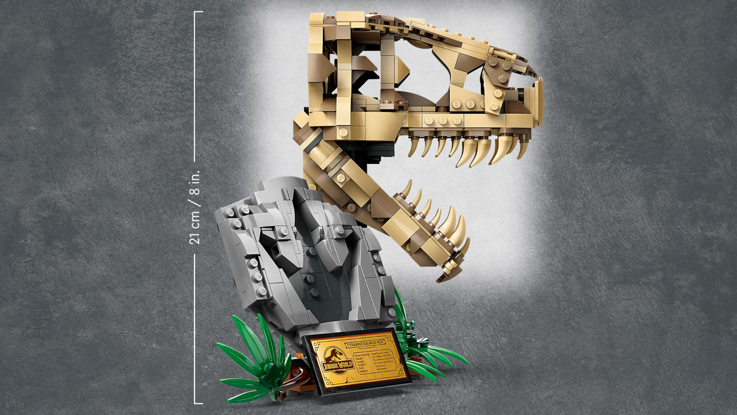 Dinosaurusfossielen: T. rex schedel — Afbeelding 5