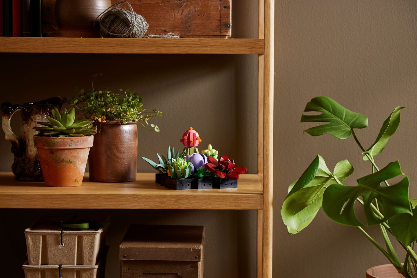 Vetplanten — Afbeelding 9