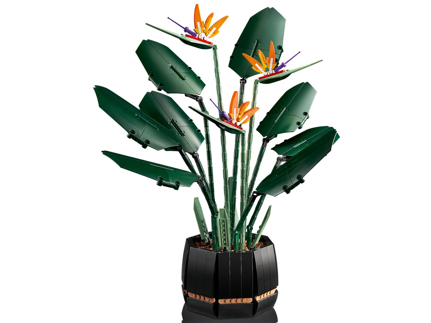 Paradijsvogelplant — Afbeelding 3