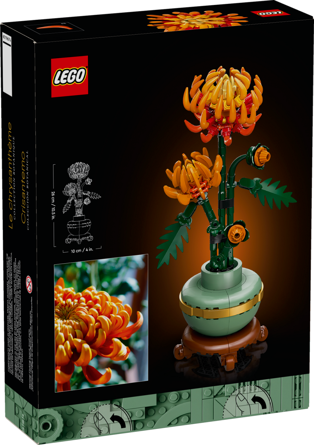 Chrysant — Afbeelding 5