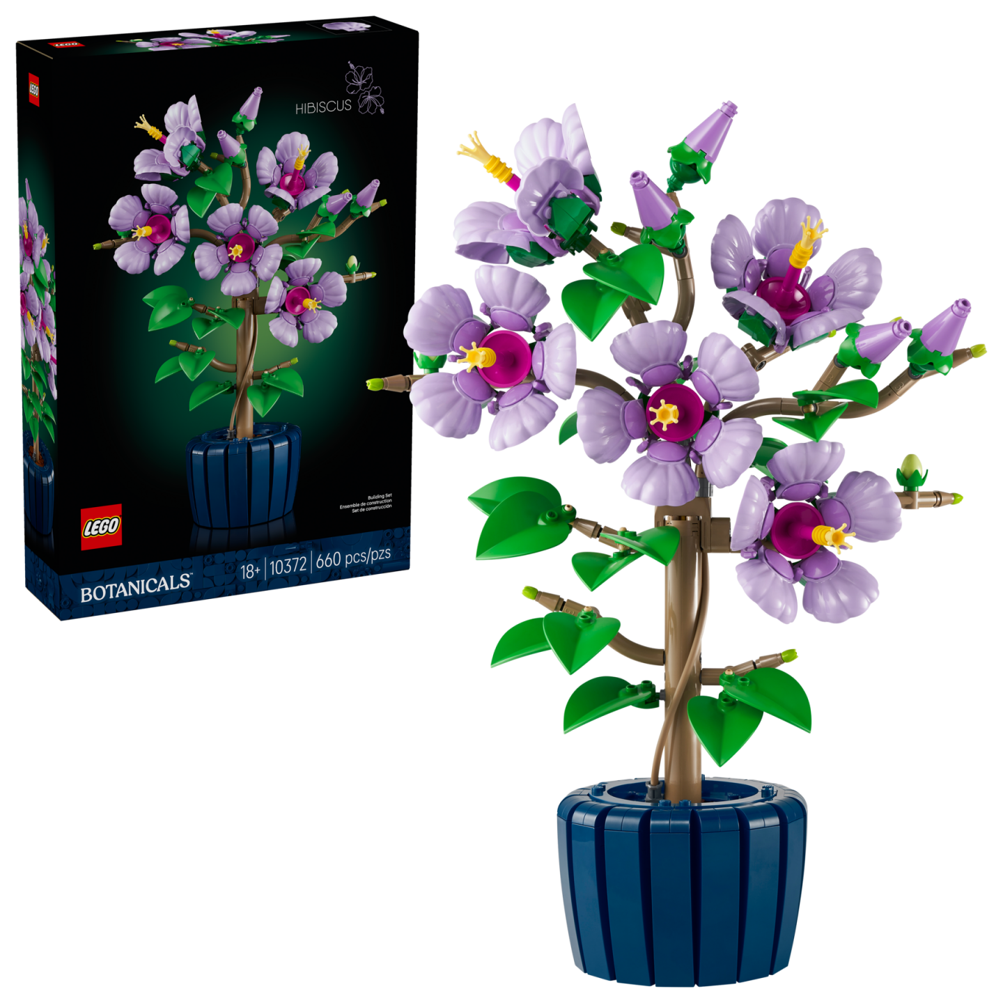 Hibiscus — Afbeelding 2
