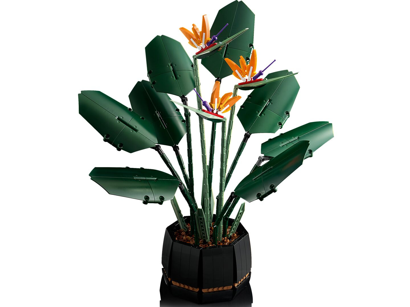 Paradijsvogelplant — Afbeelding 4