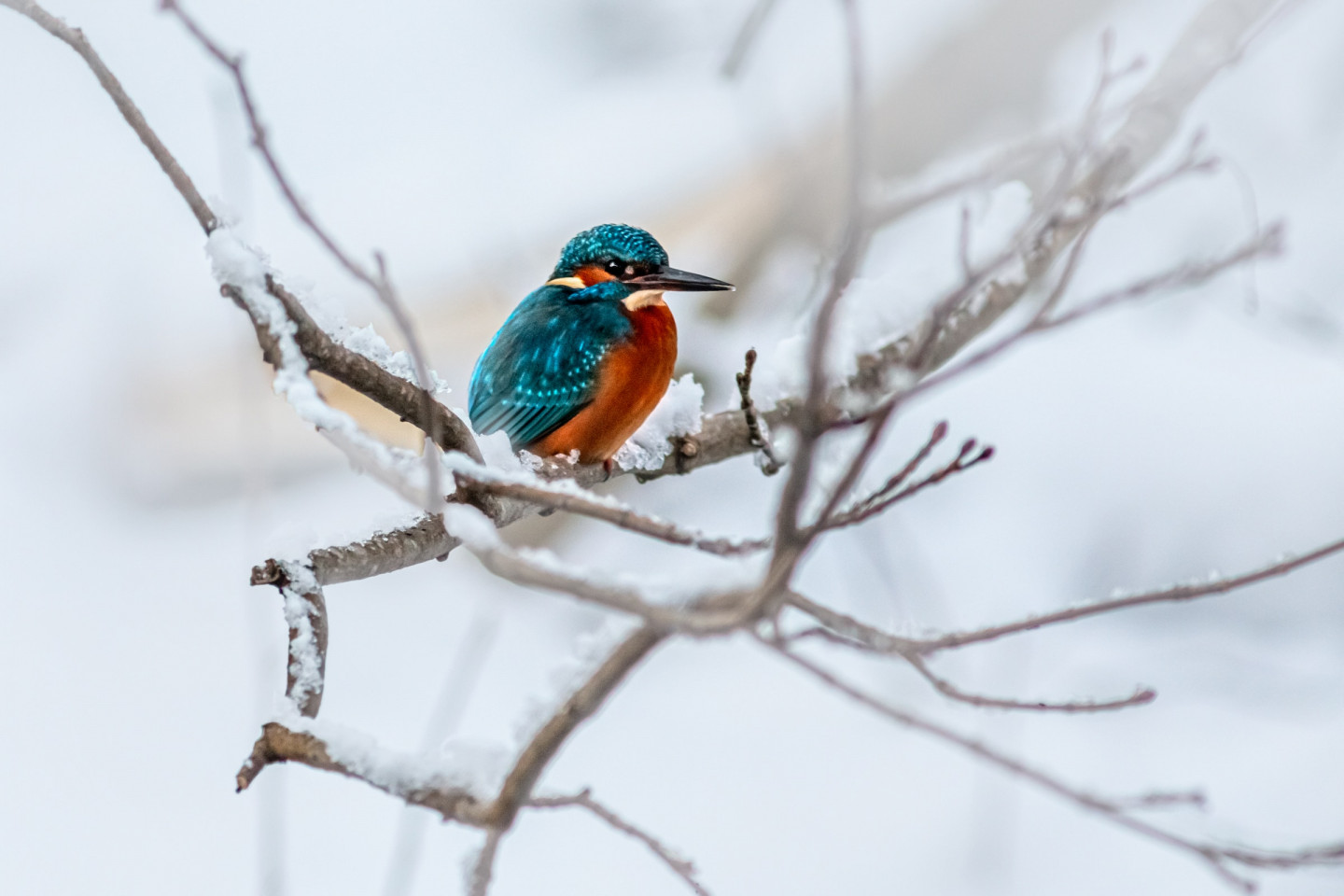 ijsvogel