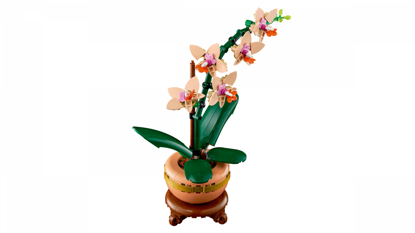 Miniorchidee — Afbeelding 3