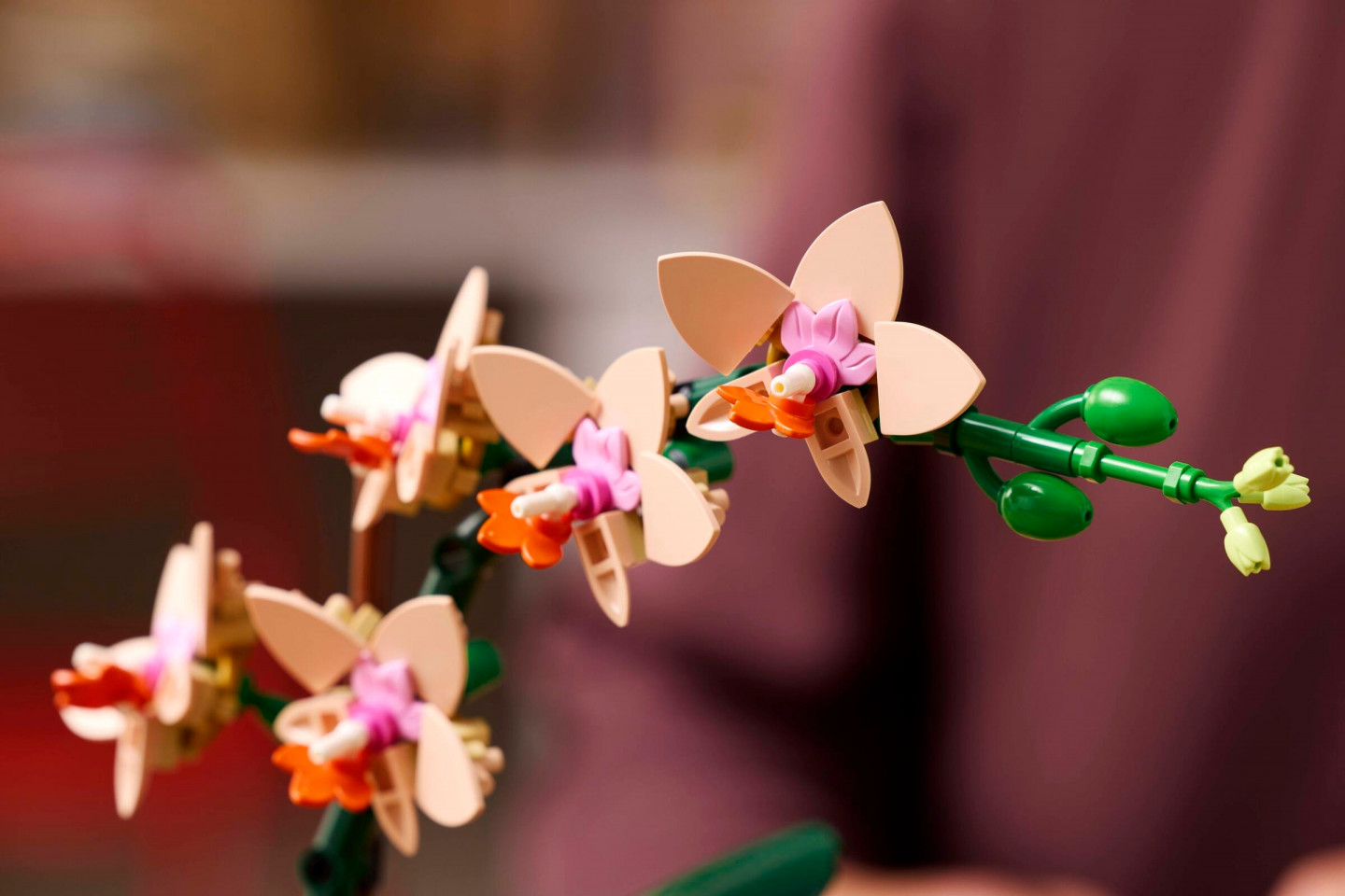 Miniorchidee — Afbeelding 6