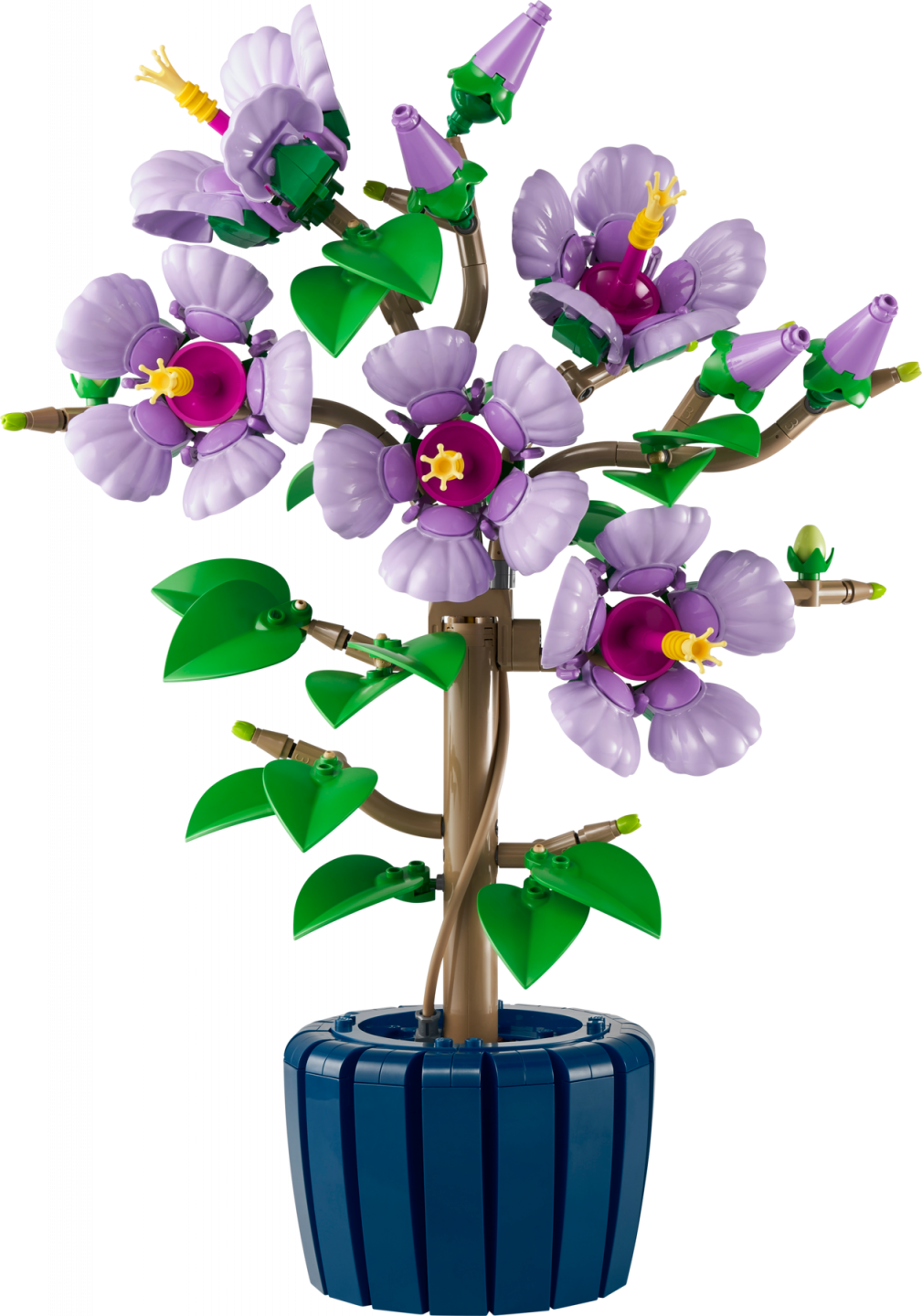 Hibiscus