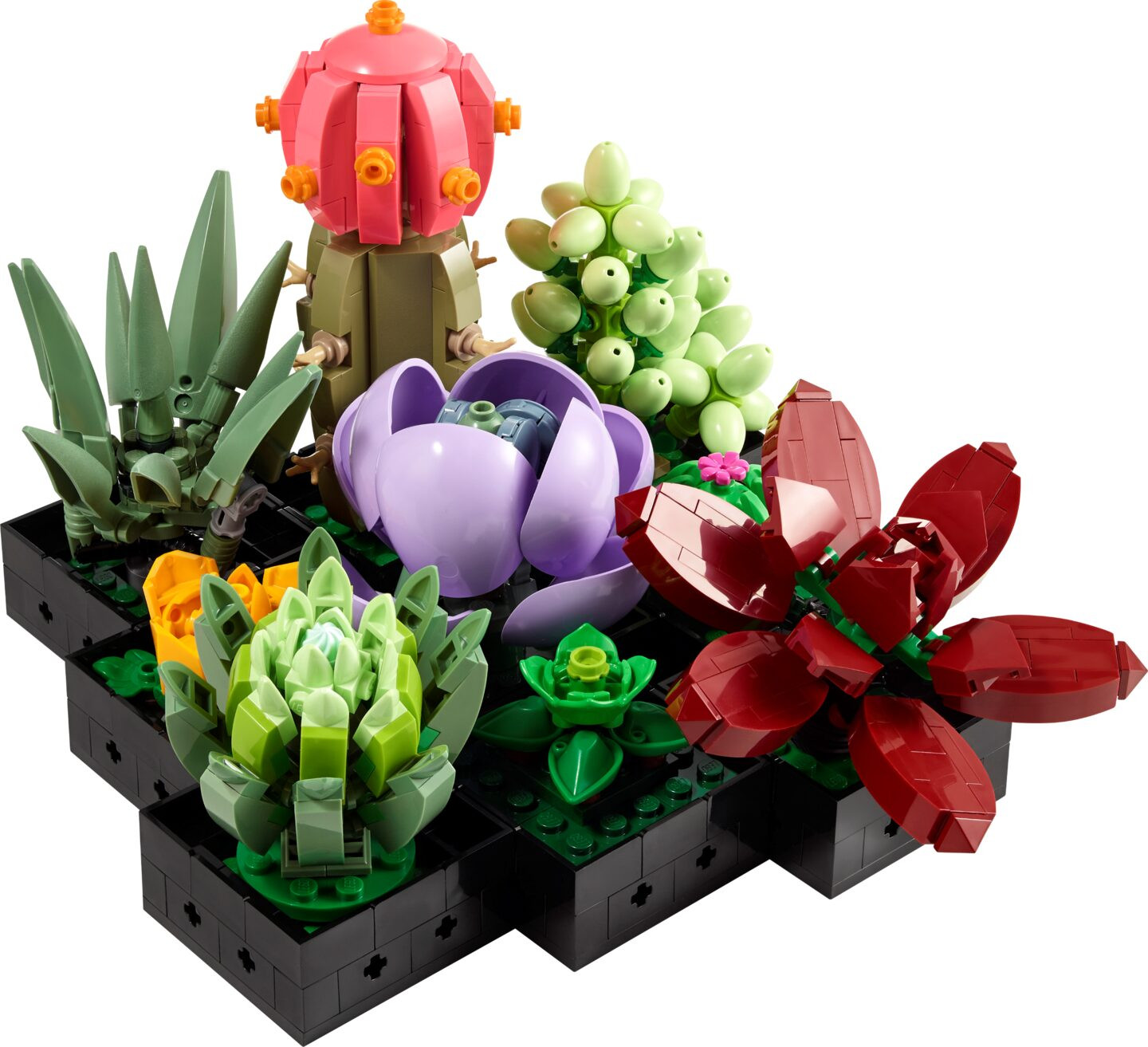 Vetplanten — Afbeelding 1