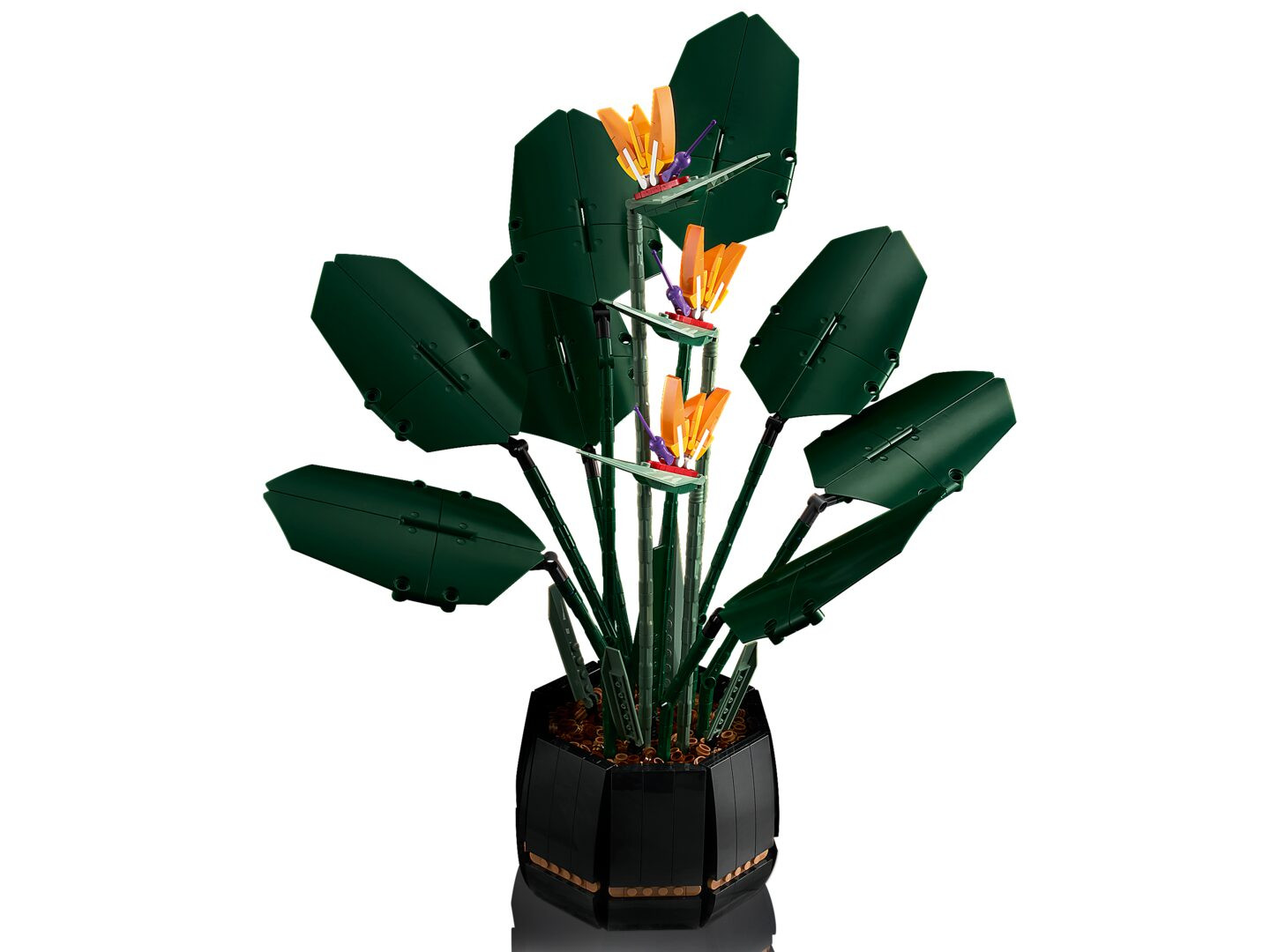 Paradijsvogelplant — Afbeelding 5