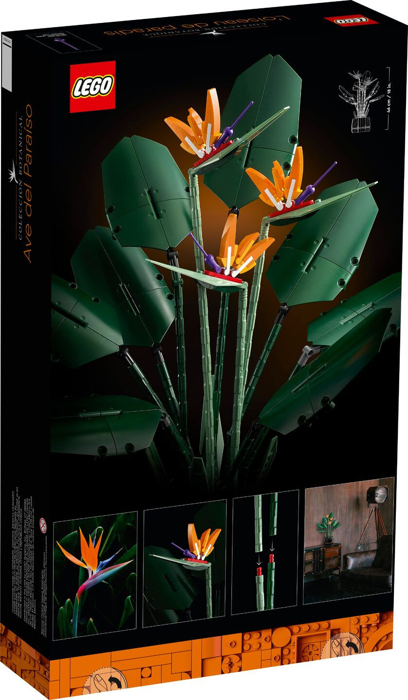 Paradijsvogelplant — Afbeelding 8