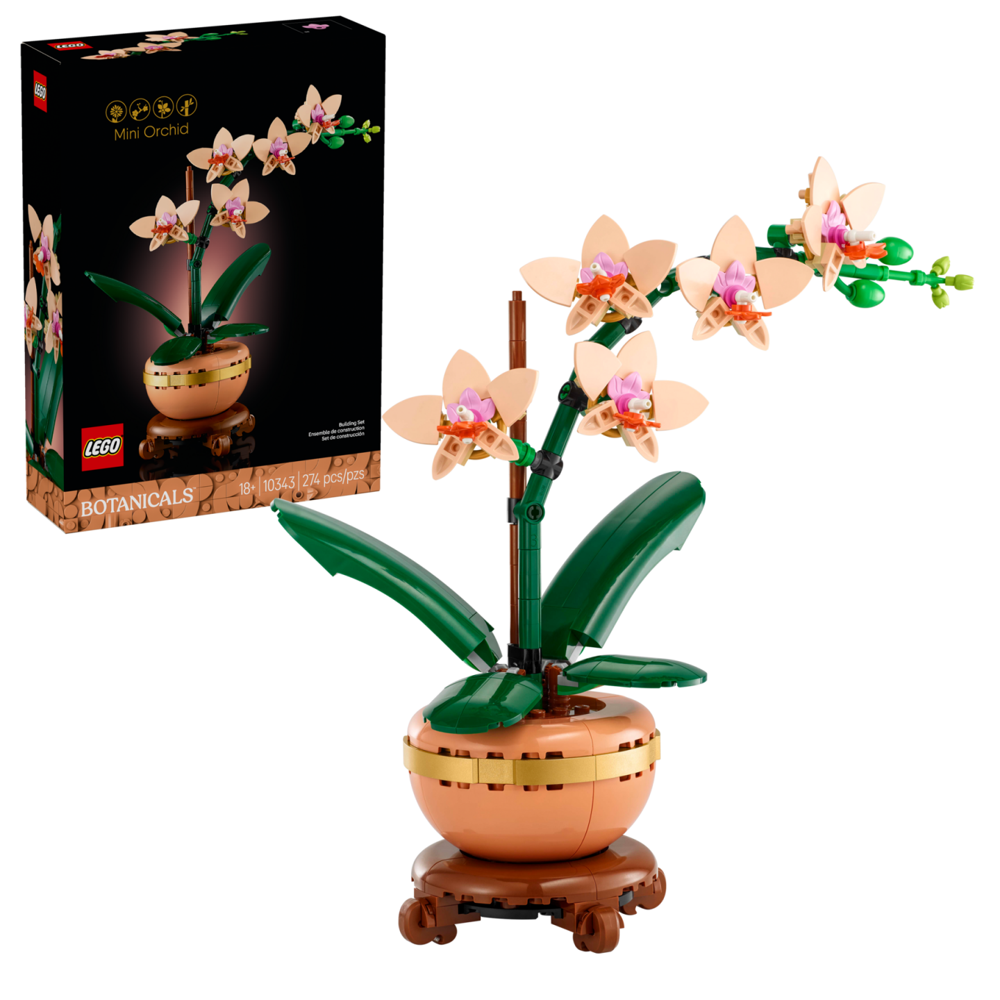 Miniorchidee — Afbeelding 2