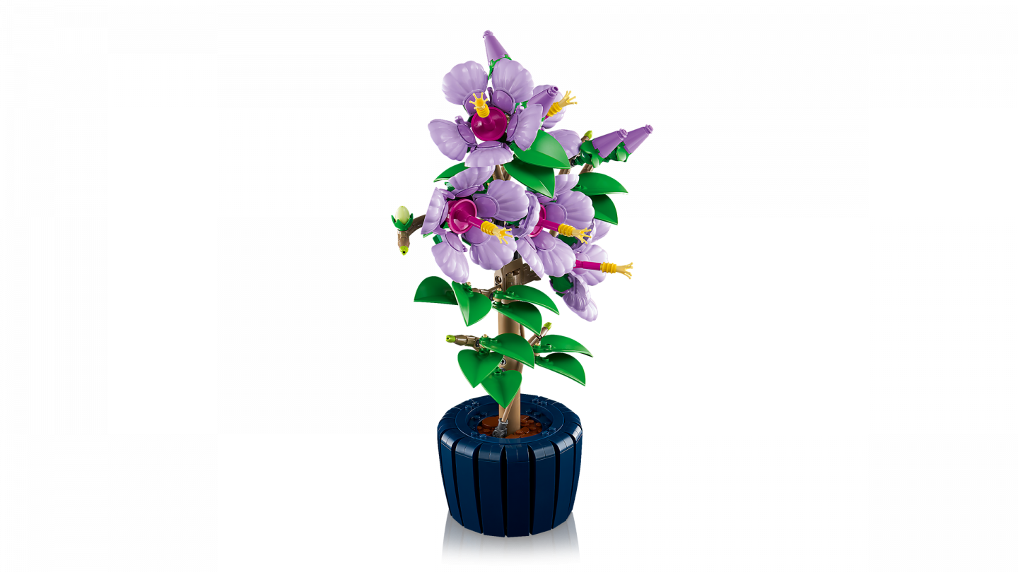 Hibiscus — Afbeelding 7