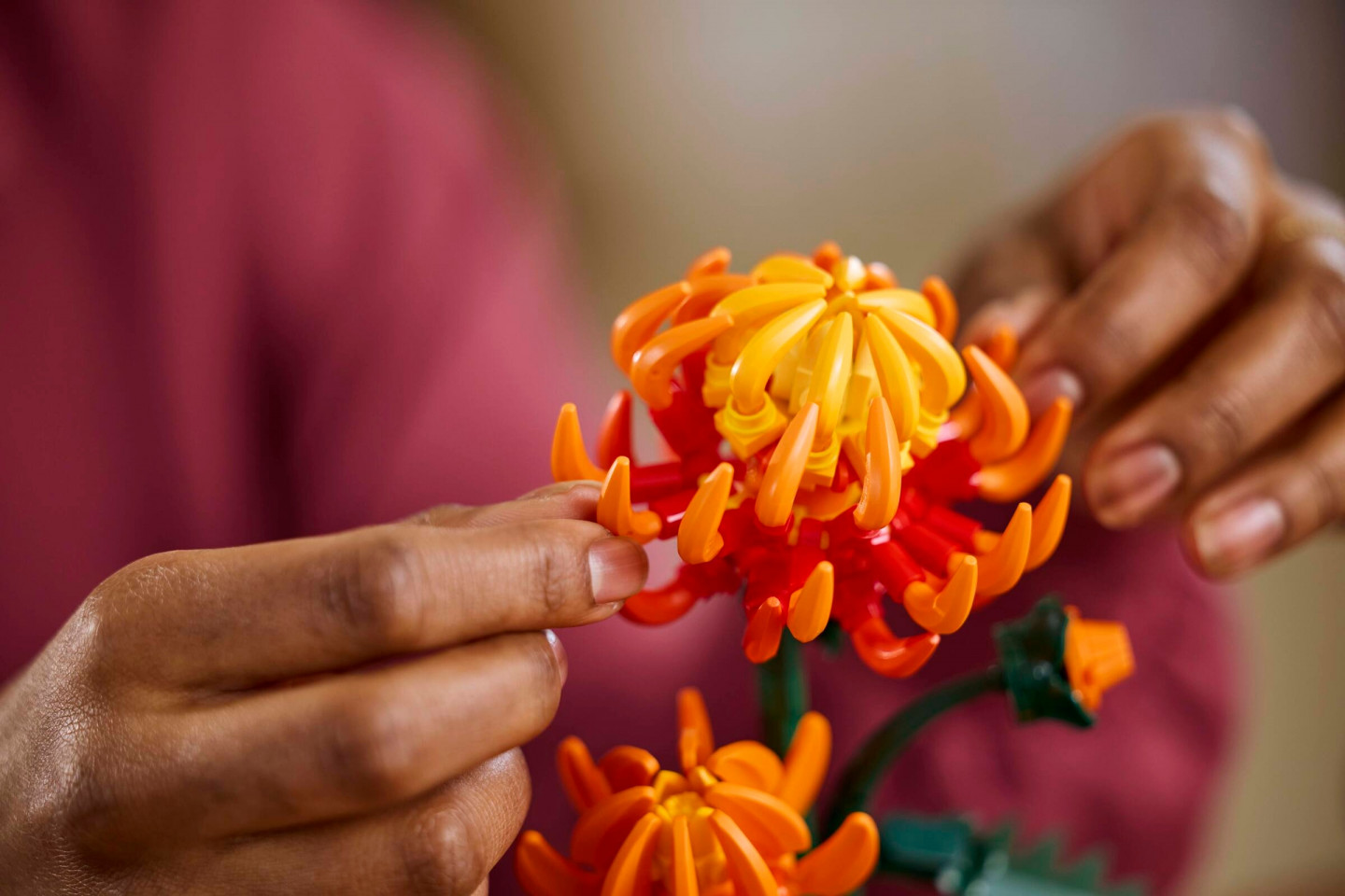 Chrysant — Afbeelding 7