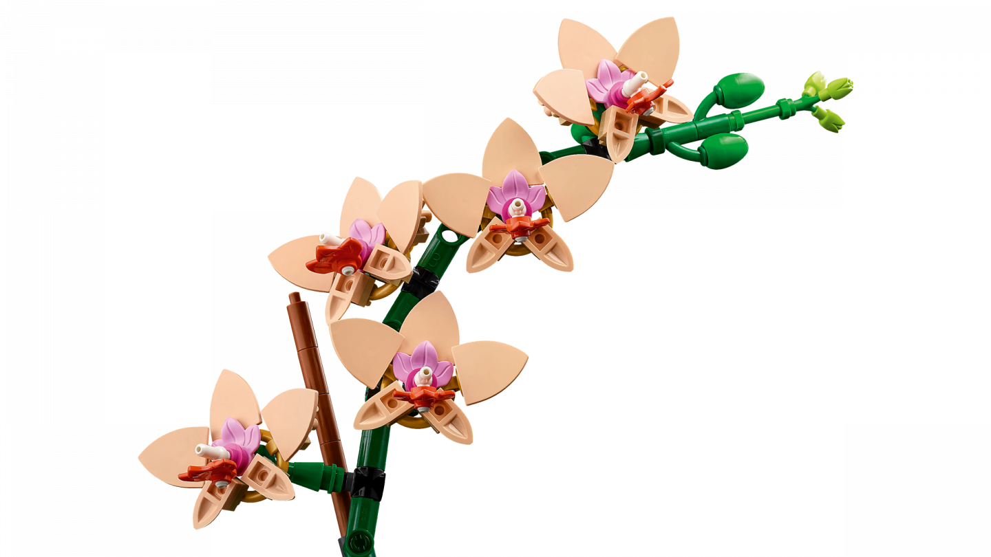 Miniorchidee — Afbeelding 4