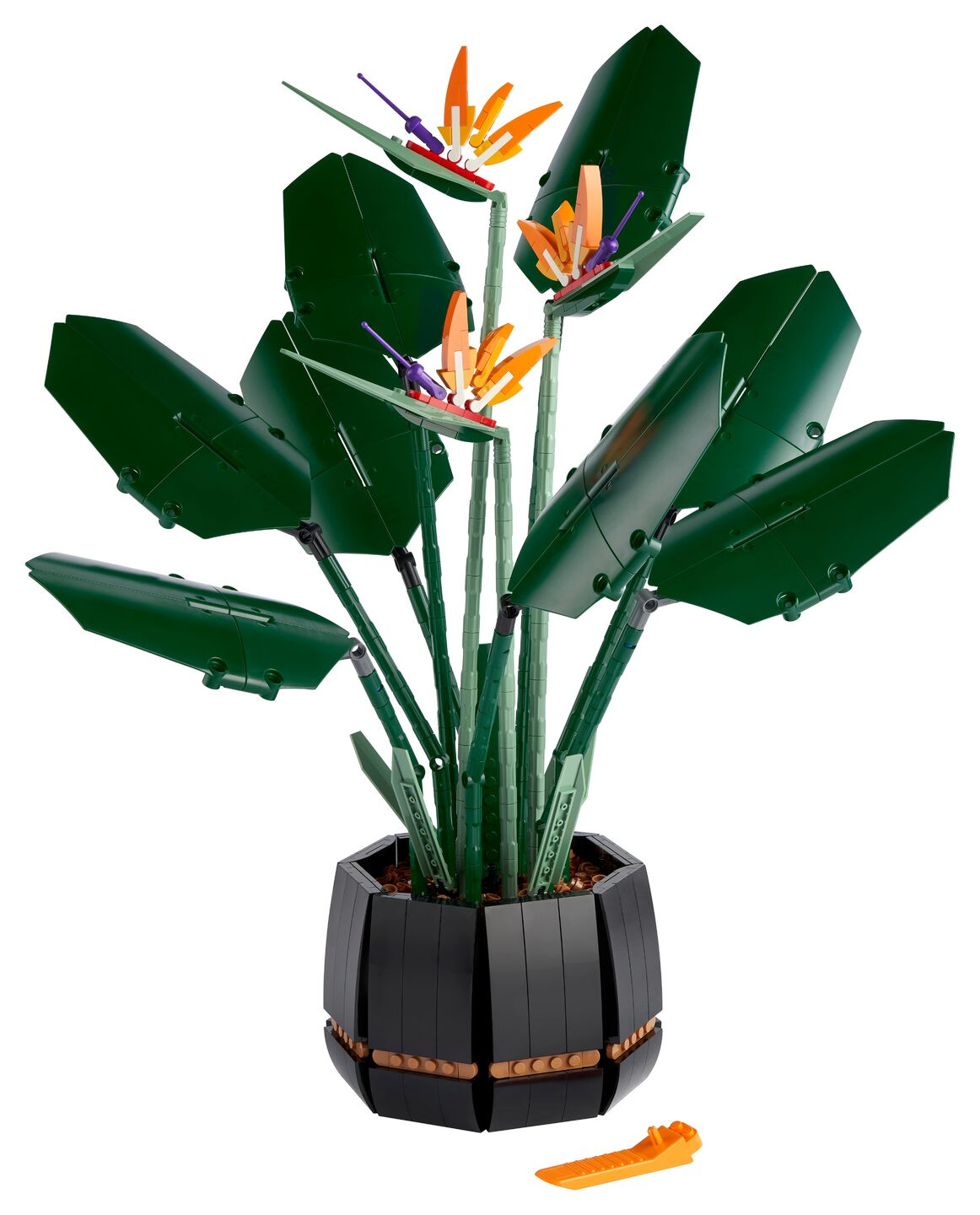 Paradijsvogelplant — Afbeelding 1