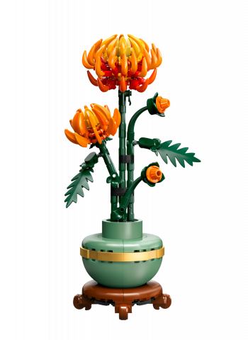Chrysant